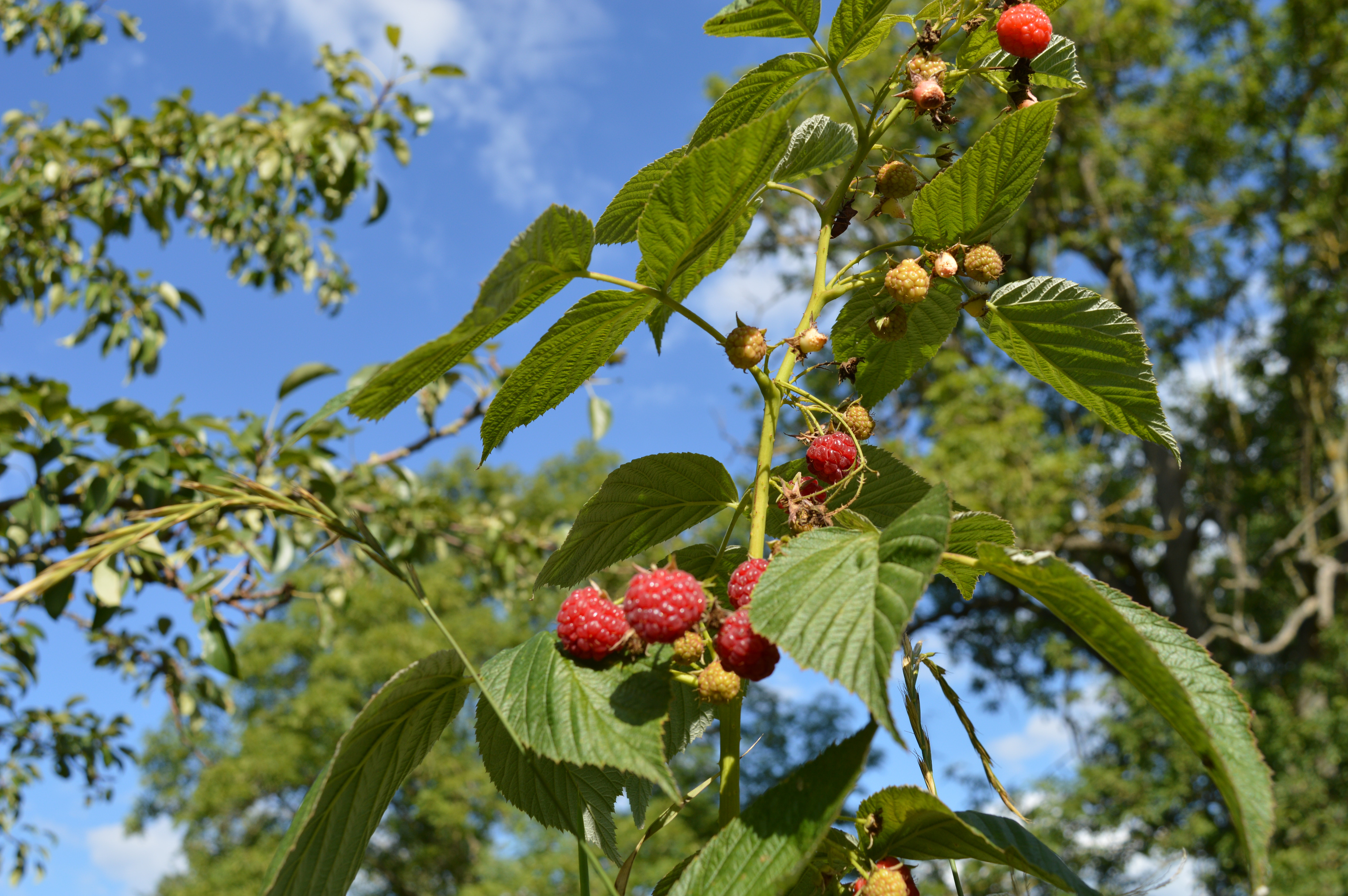 Himbeeren